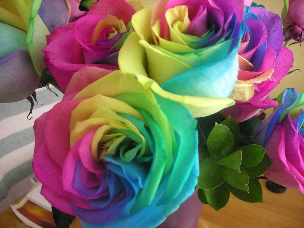 Natural Rainbow Roses - Colorful Flowers